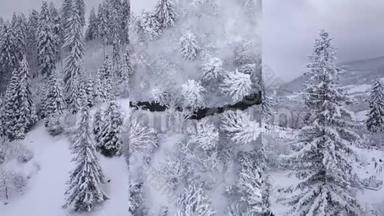 三合一视频。 飞越雪山针叶林.. 晴朗的霜冻天气。 垂直视频蒙太奇。